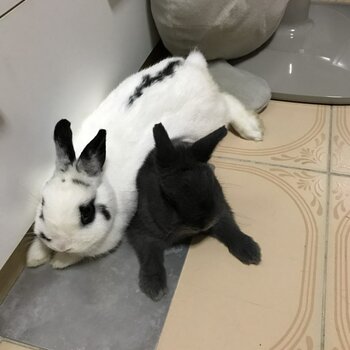 Rabbit for Adoption (no charges) for Genuine Rabbit Lover