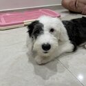 Rare old english sheepdog-2