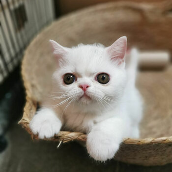 Pure White Flat Face Persian
