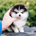 Blue Eyes Korean Imported Pomsky Puppies-3