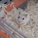 Hamster for sale-1