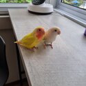 Lovebird pair-0