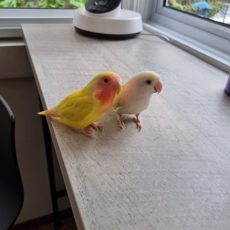 Lovebird pair