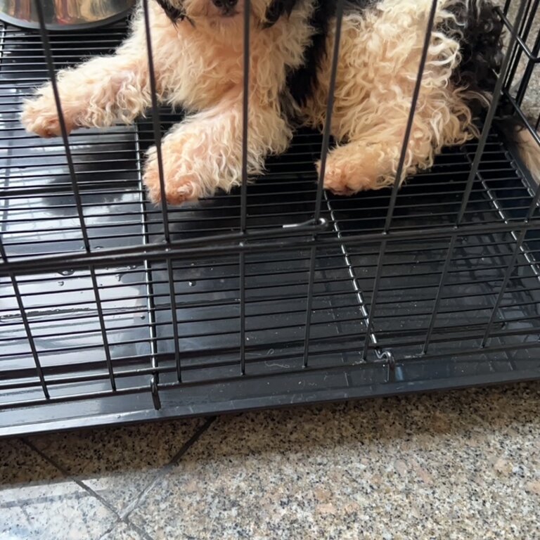 looking for new owner of 5 months Cavapoo