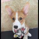 Corgi for sell-2