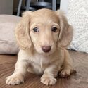 Adorable Dachshund Puppies for adoption-2