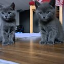 Kittens for sale-3