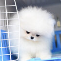 Very small size cream white female pomeranian -0