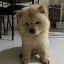 Chow Chow puppy-0