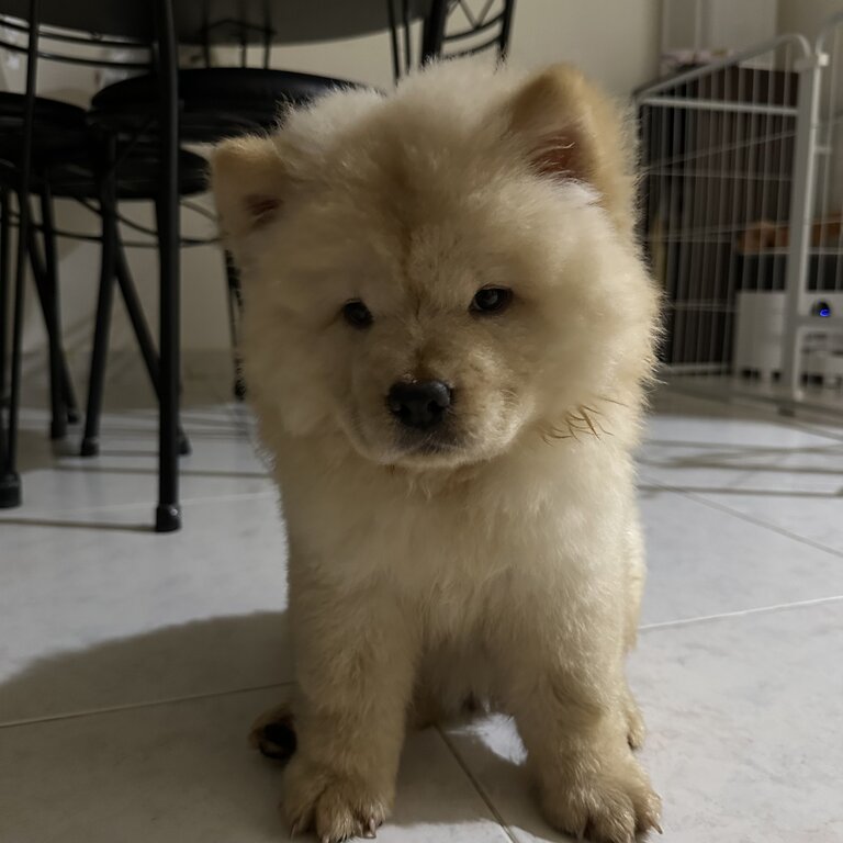 Chow Chow puppy