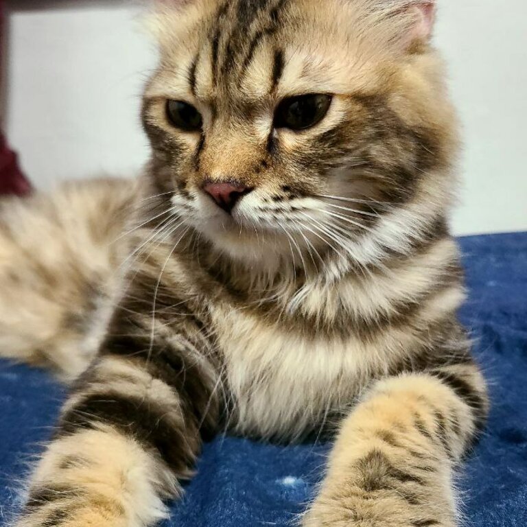 Siberian mix cat