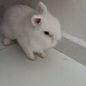 Looking for sincere rabbit owner-2