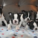 Very cute Boston terrier, social and lovely puppies are here-1