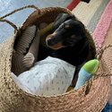 5 month old Black Mini Dashcund to rehome/sell -2