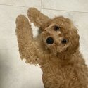 [URGENT] Selling Cavapoodle puppy-0