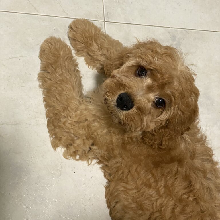 [URGENT] Selling Cavapoodle puppy