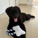 Not Available, Re-Homed - Mixed breedChow poodle for rehome.-1