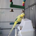 Selling budgie breeding pair-0