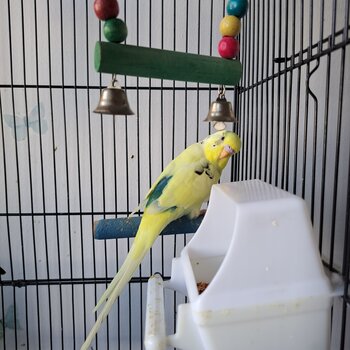 Selling budgie breeding pair