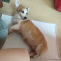 6 yrs old obedient corgi (Adopted)-4
