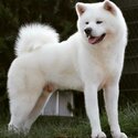 Shiba Inu Puppies for adoption -2