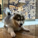 Pomsky for sale-1