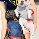 Cute French Bulldog looking for a loving owner -3