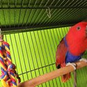 Red eclectus for sale -1