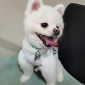 2yrs old pom looking for new home-2