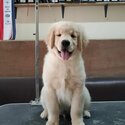 Golden Retriever puppies for sale Singapore. Pure breed Golden retriever -0