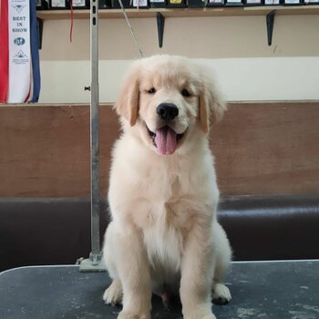 Golden Retriever puppies for sale Singapore. Pure breed Golden retriever 