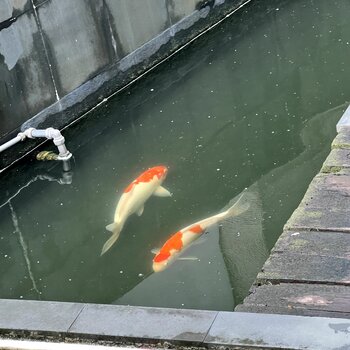 SIX LOVELY KOI FISH FOR ADOPTION