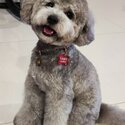 Silver Poodle looking to rehome. Trained and spayed-1