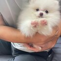 Mini Pom for sale -3