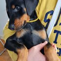 Stunning European Dobermann Puppies ready for a new home.-2