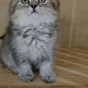 Premium black-gloden / bule-gloden british longhair kittens-2