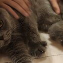 Male Pure Breed British Shorthair &amp; Mixed breed Long Hair Cat for sale -3