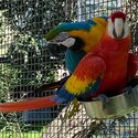 Fully Home Tamed Macaw Parrot Ready for new home-5