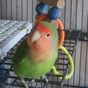 Peach-faced lovebird -2