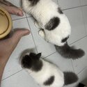 Munchkin kitten for sales-2