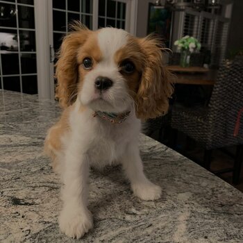 Cavalier king Charles Puppies males and females available now 