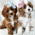 Cavapoo puppies for sale. King Charles Spaniel mixed Poodle. Cavapoo dog for sale Singapore -3