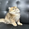 2.5 month old British Long Hair Kittens looking for new home. -3