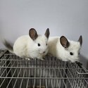 Urgent sale of 4 Chinchillas due to moving out-2