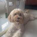 9 Months Old Sweet Cavapoo Puppy-4