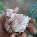 Albino cockatiel (ADOPTED-2