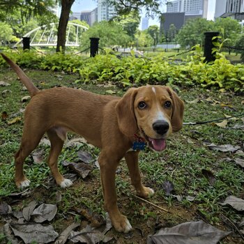Imported Beagle Looking For New Home