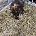 **Adopted**Rehoming 2 male guinea pigs to good home-1