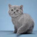 British Shorthair kittens for sale Singapore 