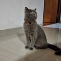BSH looking for rehome-2